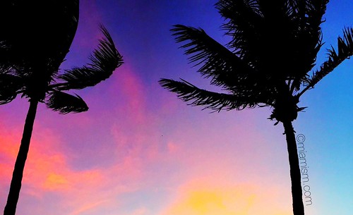 Miami Winter Skies by miamism, colors palms silhouettes lookup miamishores miamiviews miamisky miamisunrises miamisunsets miamishor