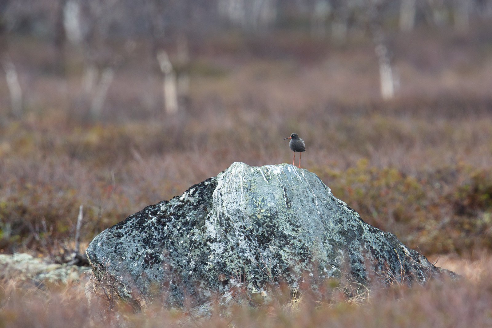 Tringa erythropus | Spotted Redshank | svartsnäppa