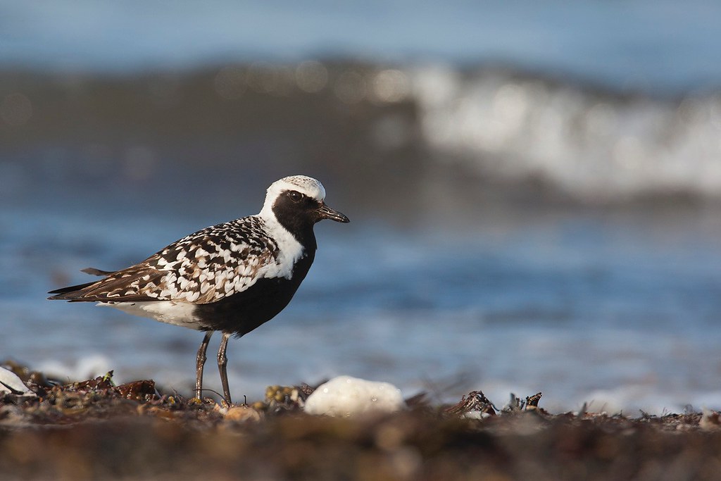 Pluvialis squatarola | Grey Plover | kustpipare
