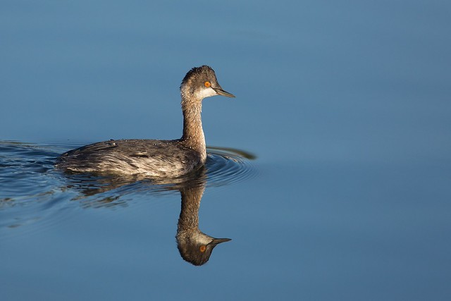 Podiceps nigricollis | Black-necked Grebe | svarthalsad dopping