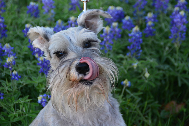 Bayli in the Bluebonnets. Tongue Out!
