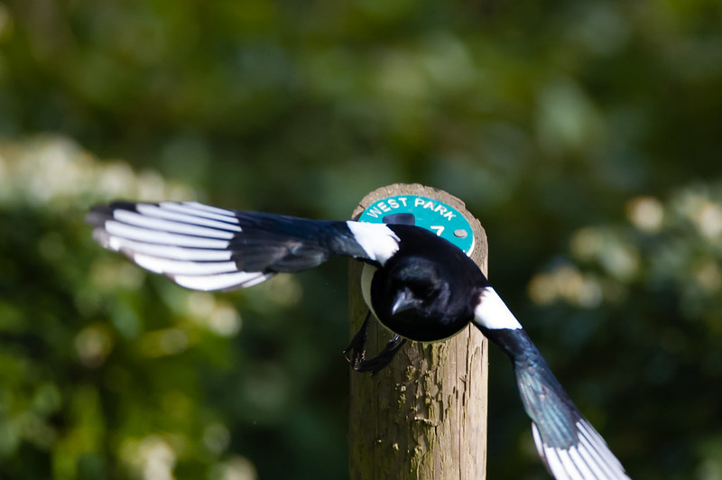 Magpie off a marker post