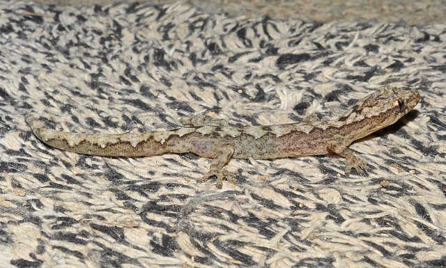 Alisons' mat gecko now Amalosia rhombifer (Syn. Oedura rhombifer) Diplodactylidae Airlie Beach P1410359