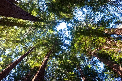 Muir Woods, redwoods