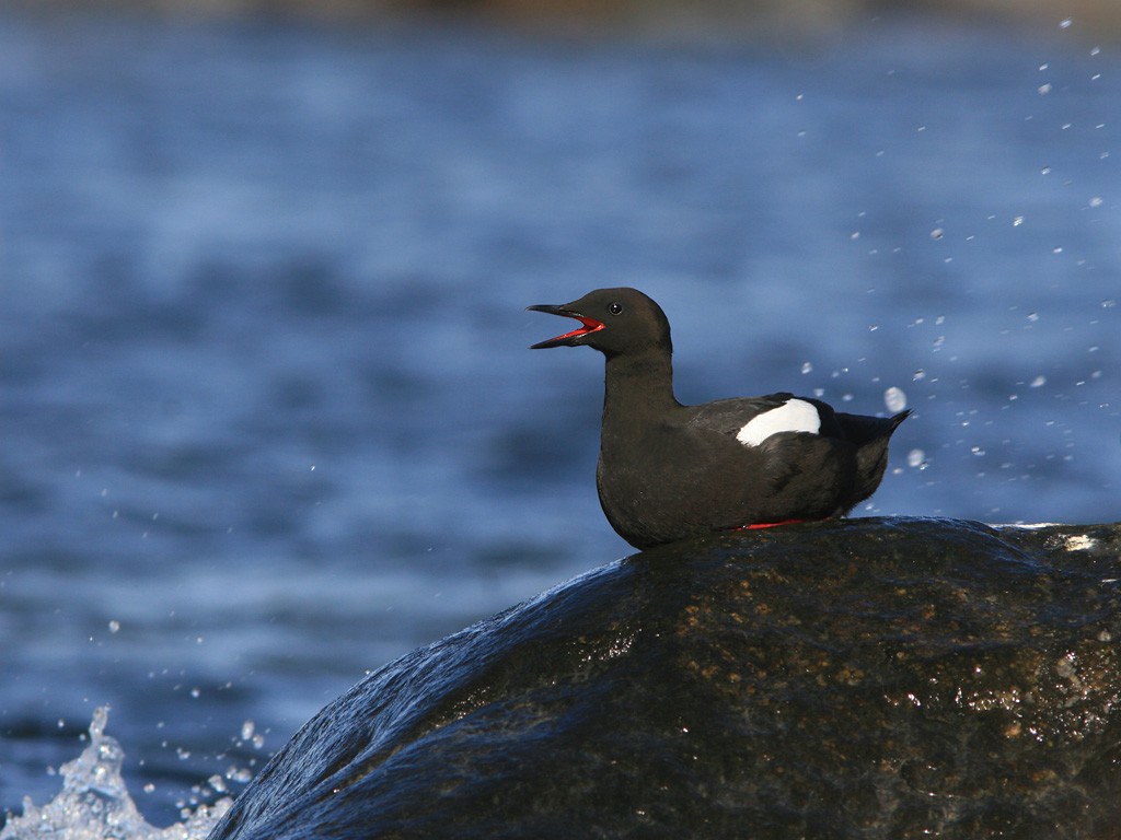 Cepphus grylle | Black Guillemot | tobisgrissla