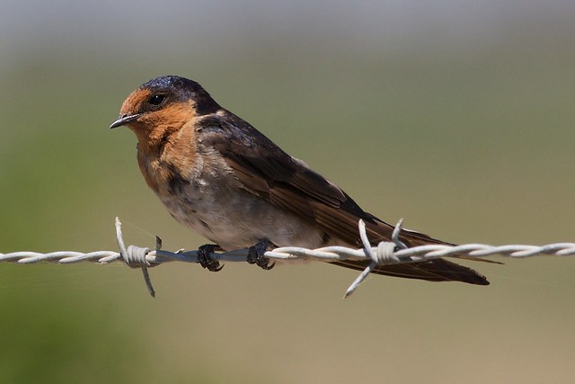 Welcome swallow (Hirundo neoxena) - Werribee Treatment Plant