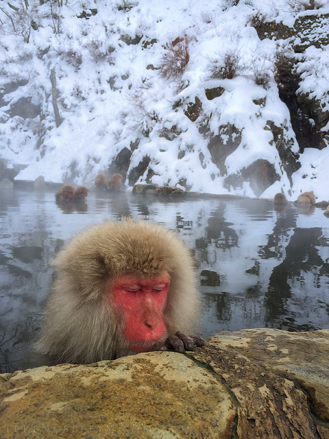 iPhone6 Snow Monkey