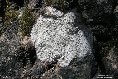 pertusaria saxicolous lichenza crustosethallus