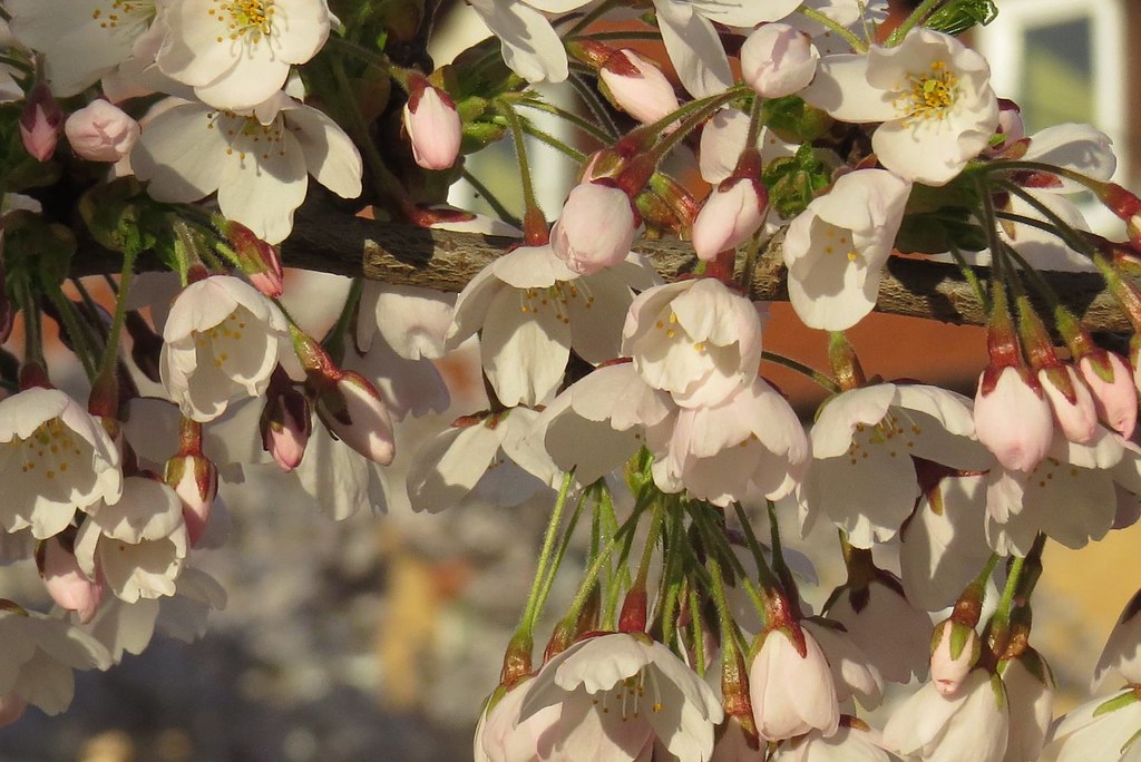 flowering cherry [Prunus serrulata]