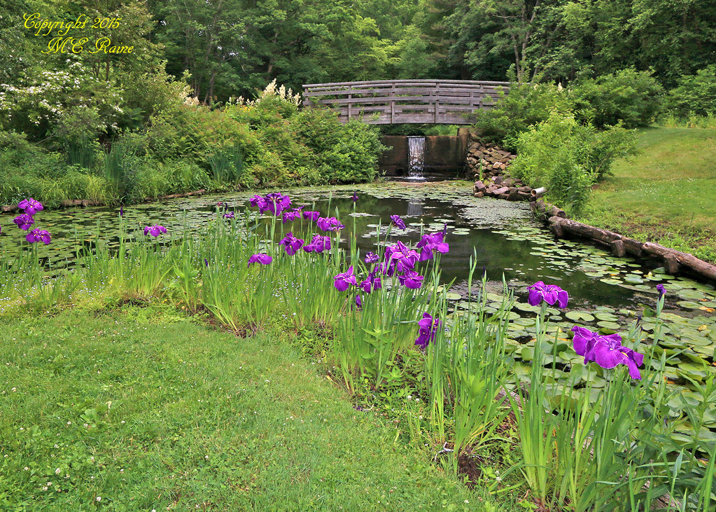 Purple Irises by Pond & Brook (1 of 4) in Late Spring at Leonard J. Buck Garden of Far Hills New Jersey