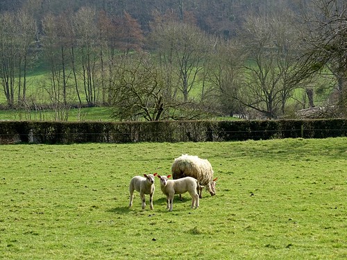 france tree landscape sheep normandie paysage arbre calvados mouton odon petiterandonnée