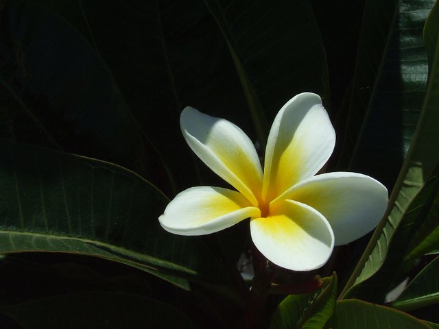 frangipani flower plant