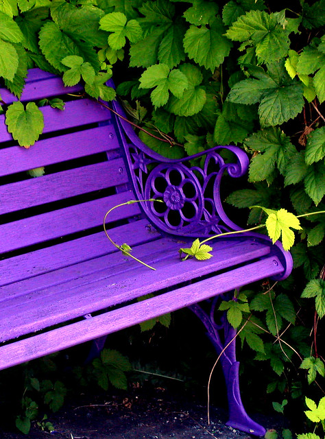 Bench at Lavender Day
