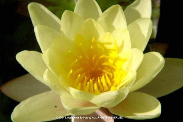 Water Lily YELLOW POND LILY 20040623 027
