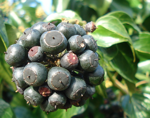 Ivy berries