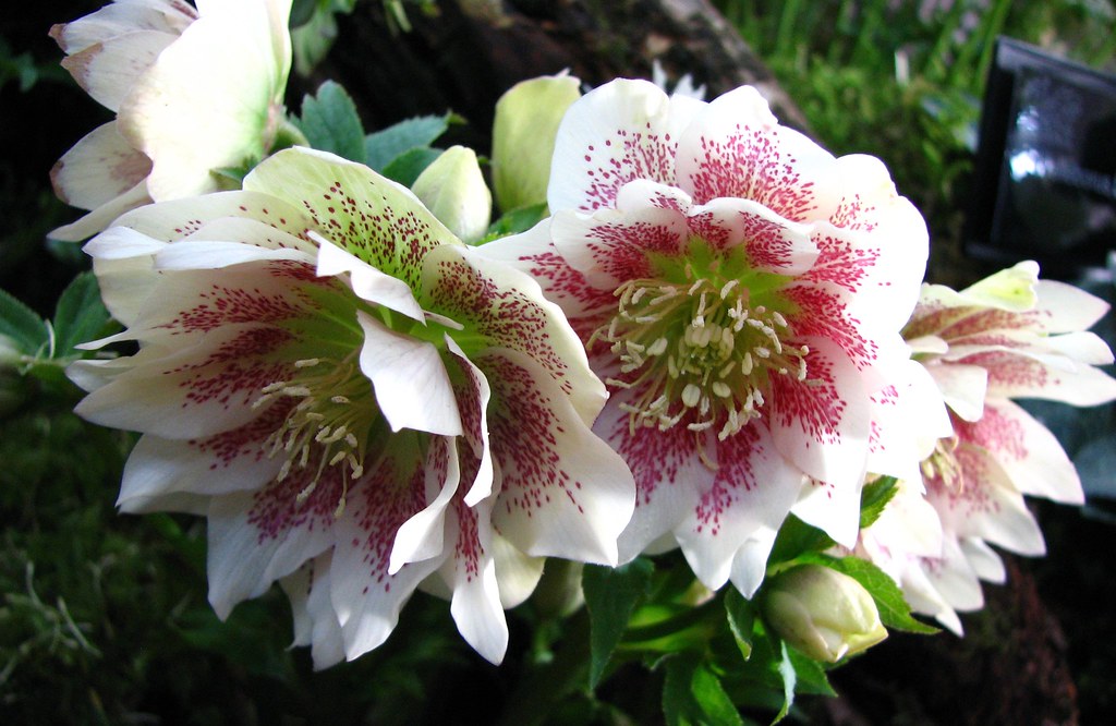 double hellebore | The RHS flower show in London on Valentin… | London ...