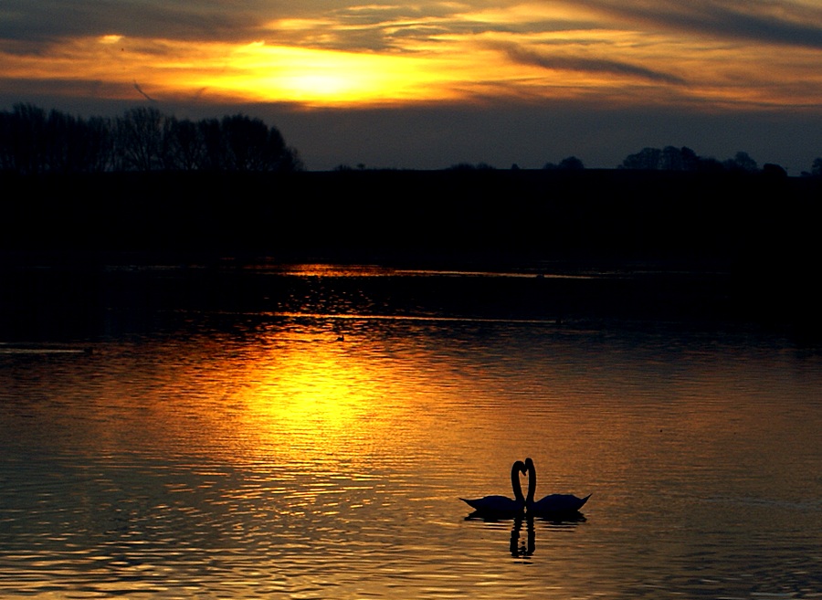 swan hearts at dawn by algo