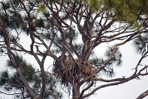 Nesting Bald Eagles | by Stephen Gardiner