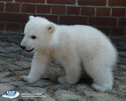 klein Knut little icebear baby knut | er is soooooo süß,der … | Flickr