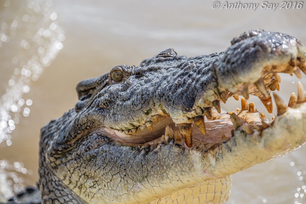 The Saltwater Crocodile: Ancient Predator is the most powerful animal in the world.
