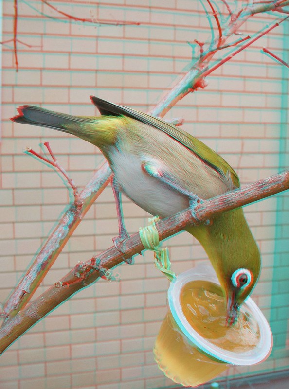 Zosterops japonicus, anaglyph