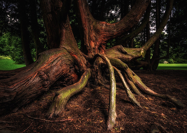 Treebeard's Toes