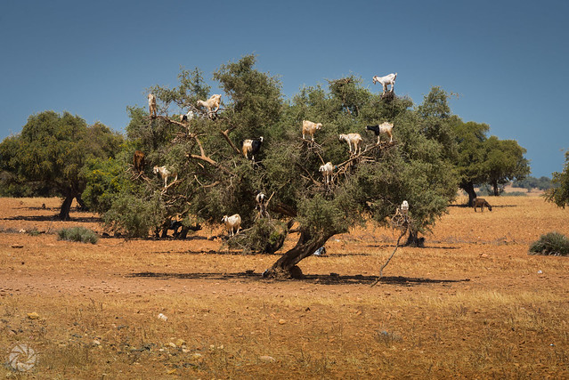 The Tree Goats (On The Way From Marrakesh to Essaouira)