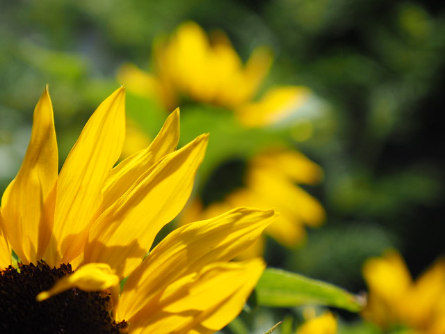 Garden Flower Sunflower Helianthus - Garten Sonnenblume - ©