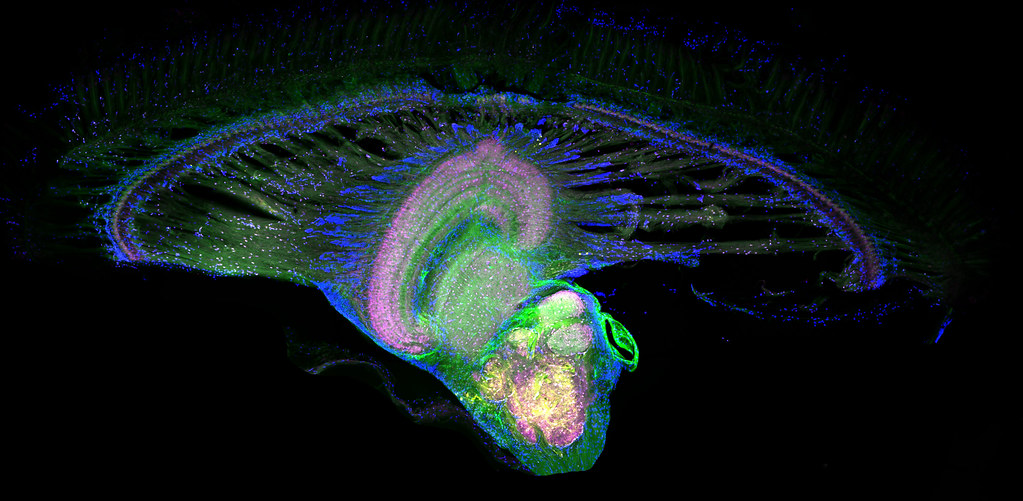 Colour through the Eye of a Mantis Shrimp