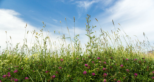 cloud clover field flower grass landscape sky summer клевер лето небо облако пейзаж поле трава цветок