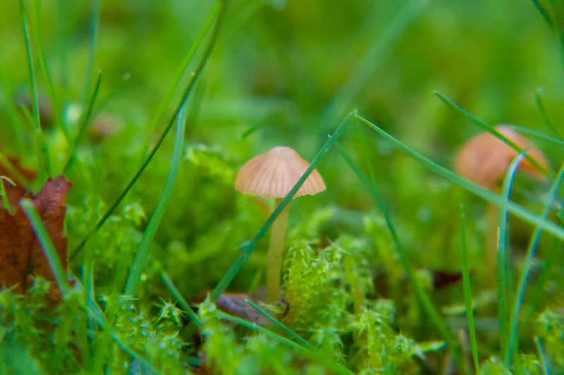 Dwarfed by short grass