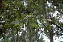 Quercus similis