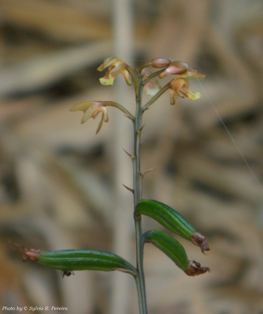 Oeceoclades maculata | Oeceoclades maculata (Lindl.) Lindl.,… | Flickr