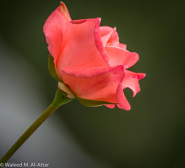 pinck rose