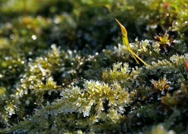 Moss in Frost