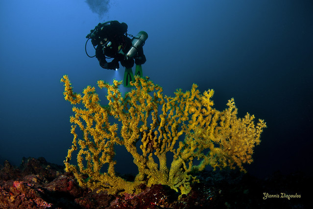 Savalia savaglia - gold coral