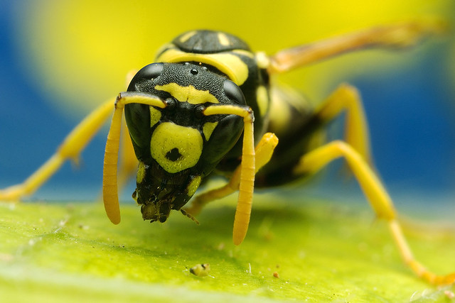 Wasp: Face to face