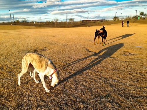 Two dogs | by listorama
