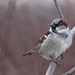 Flickr photo 'Sparrow 1' by: jttoivonen.