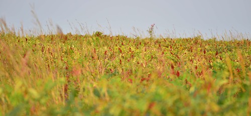 plants usa landscape nebraska lincoln wildflowers prairie greatplains ninemileprairie