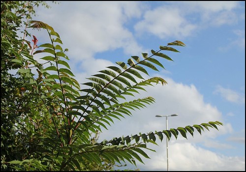 Ailanthus altissima - ailante 25140087932_733c029e44