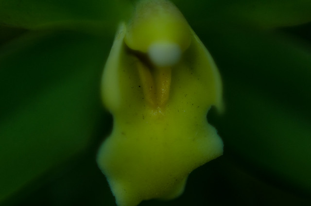 Orchids in Focus-04