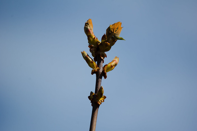 Horse chestnut leaves, high on the tree, just starting to open