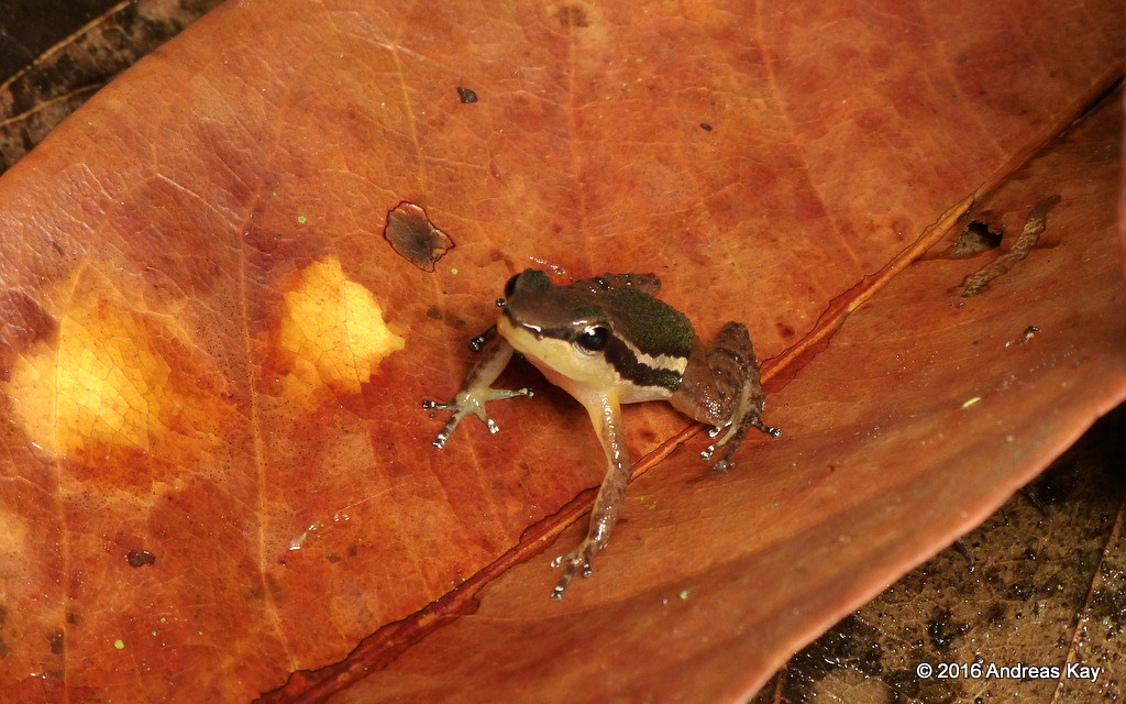 Little Frog, Allobates sp.