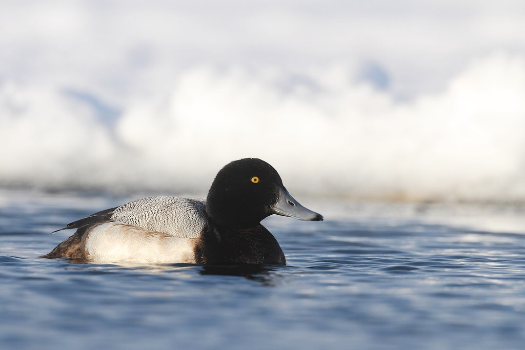 Aythya marila | Greater Scaup | bergand