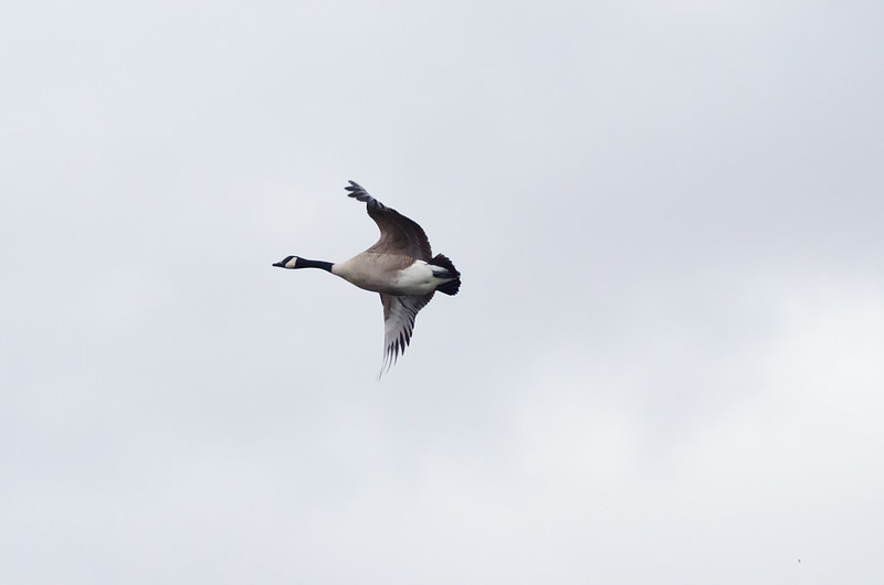 Fleeing fowls: Canada goose