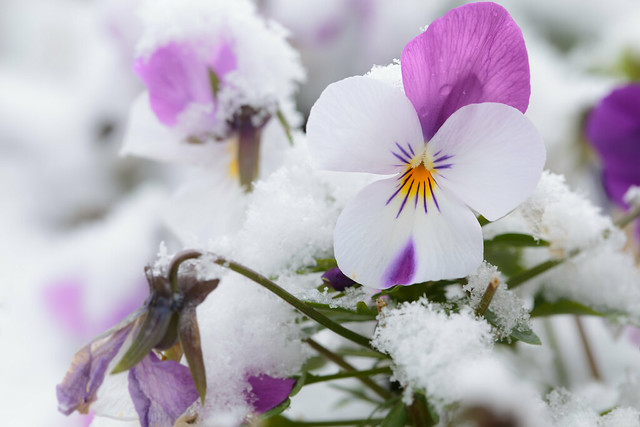 Blooming in the snow