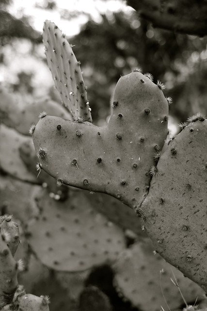 Heart Shaped Cacti
