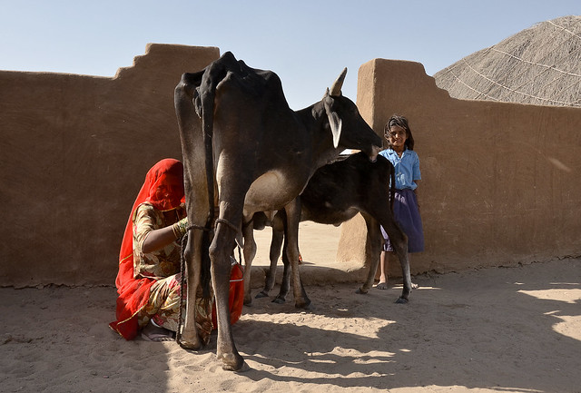 Taking Fresh milk in the desert village of Khuri, Rajasthan, India