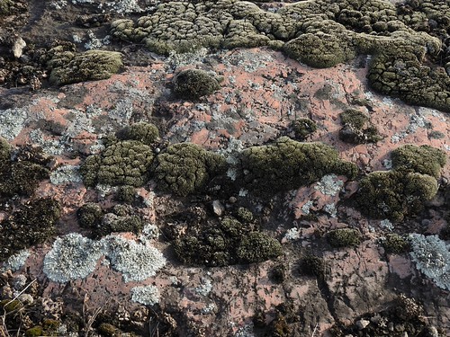Lichen & Moss Rockscape by Aeranthes, Morton Outcrops Scientific and Natural Area, Renville County, Minnesota. March 12, 2016.outcrop mort